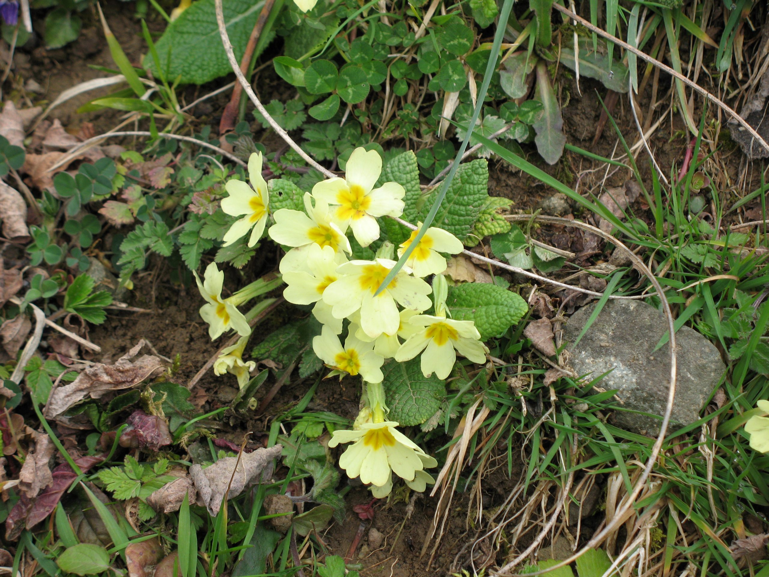 עמוד: עמוד הבית